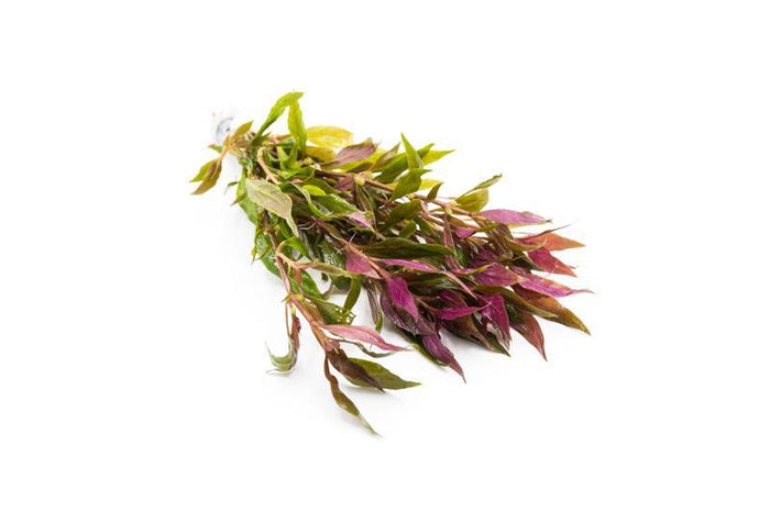 Alternanthera lilacina