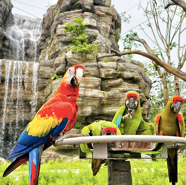 Bird Paradise Tickets - Compare Best Prices Here! - BYKidO