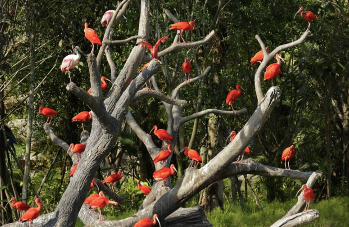 Bird Paradise Tickets - Compare Best Prices Here! - BYKidO