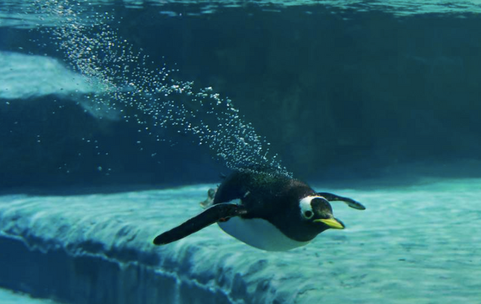 Bird Paradise Tickets - Compare Best Prices Here! - BYKidO
