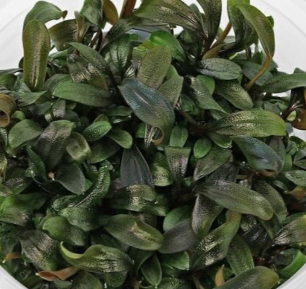 Bucephalandra sp. ‘Brownie Purple