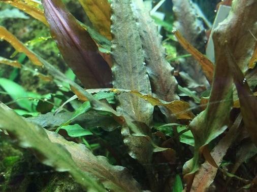 Cryptocoryne undulatus 'red'