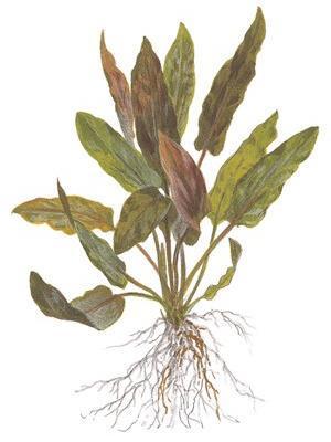 Cryptocoryne undulatus 'red'