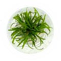 Cyptocoryne Spiralis Caudigera