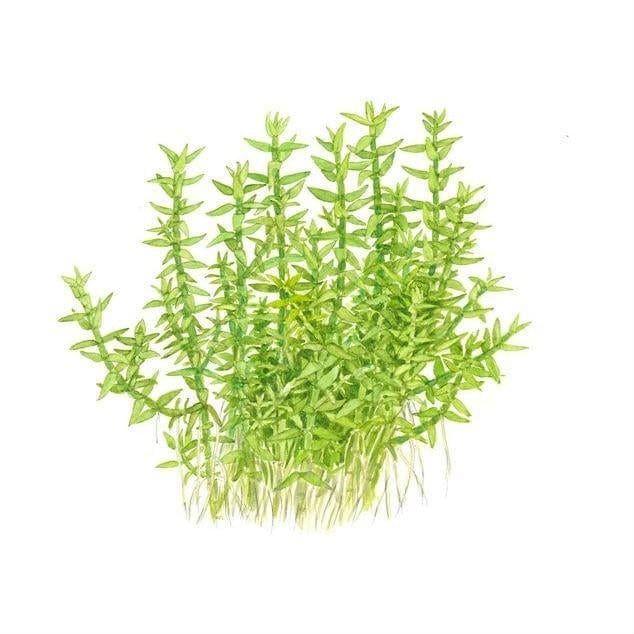 Gratiola viscidula