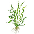 Helanthium 'Vesuvius'