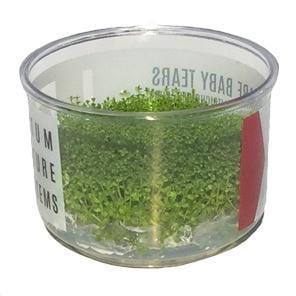 Hemianthus callitrichoides 'Cuba' (Dwarf Baby Tears)