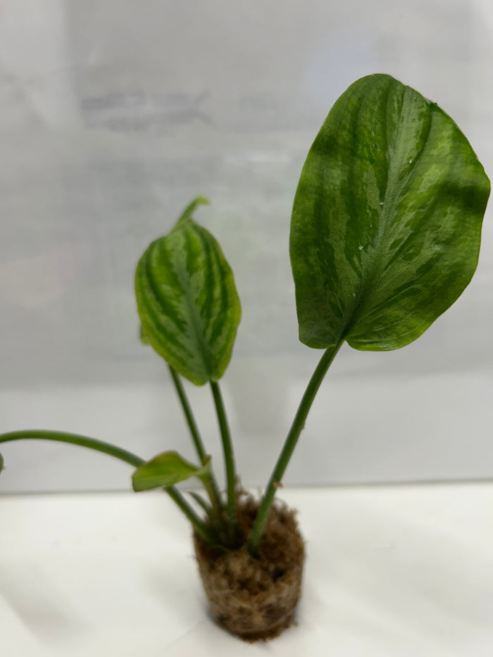 Lagenandra Meeboldii 'Watermelon'