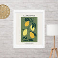 Les Citrons – Lemon Botanical French Kitchen Art Print - Ever Lasting