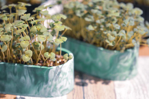 Marble Collection Mini Plant Pot Workshop (6 Years Old & Above) - BYKidO