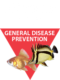 Methylene Blue Aquarium Disease Treatment - Kordon