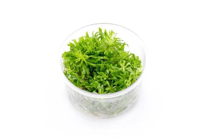 Pogostemon Helferi 'Downoi'