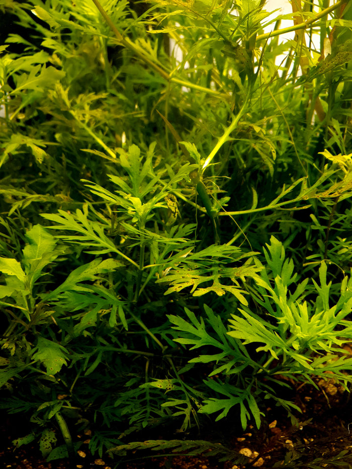 Pogostemon helferi