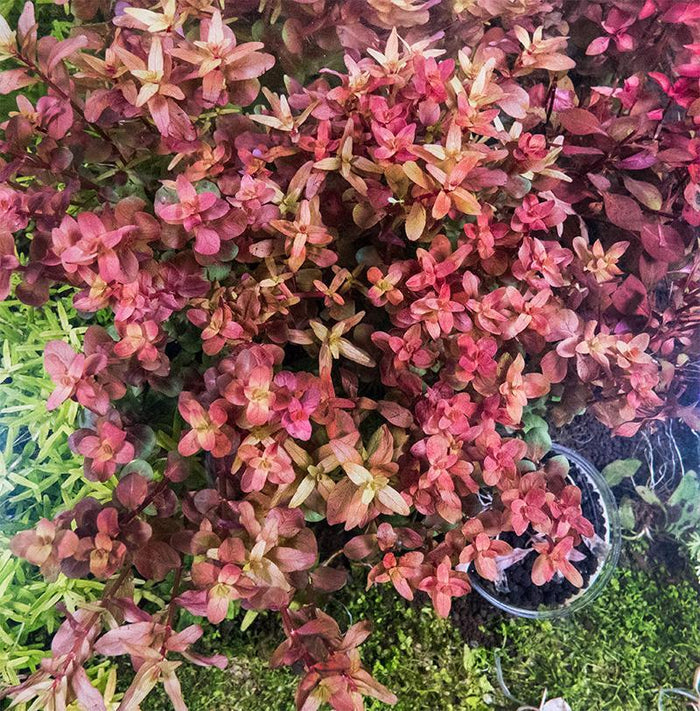 Rotala macrandra 'Mini Butterfly'