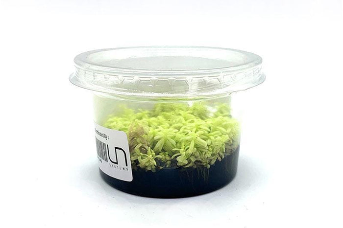 Rotala rotundifolia 'Platinum'