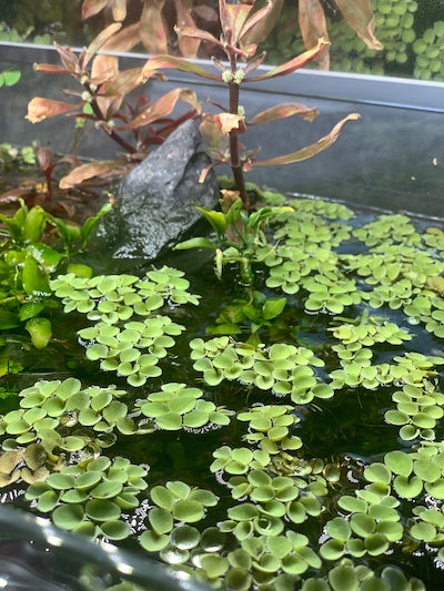 Salvinia sp. Floating Plant