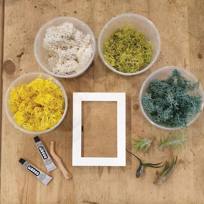 The Green Capsule: Airplant Greenwall DIY Kit @ Just $50 (Delivery Fee Inclusive) - BYKidO