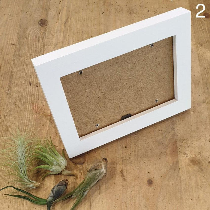 The Green Capsule: Airplant Greenwall DIY Kit @ Just $50 (Delivery Fee Inclusive) - BYKidO