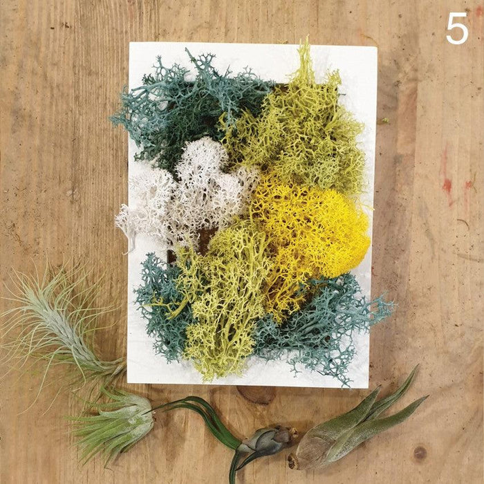 The Green Capsule: Airplant Greenwall DIY Kit @ Just $50 (Delivery Fee Inclusive) - BYKidO