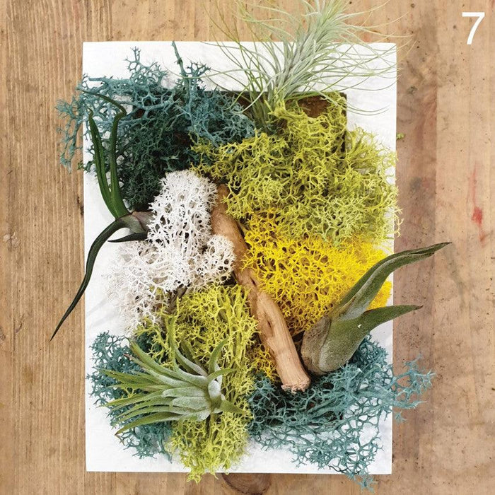 The Green Capsule: Airplant Greenwall DIY Kit @ Just $50 (Delivery Fee Inclusive) - BYKidO