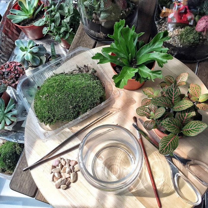 The Green Capsule: Close Terrarium Workshop From Just $15 - BYKidO