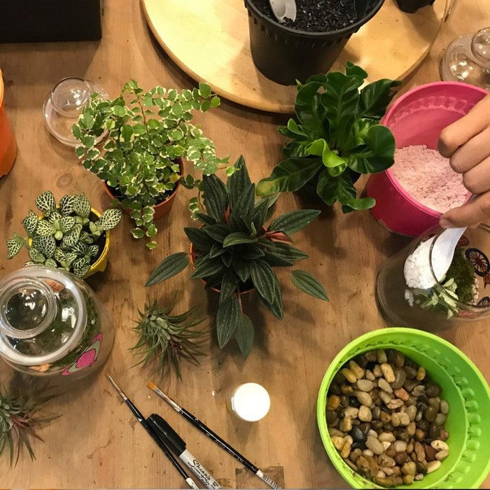 The Green Capsule: Close Terrarium Workshop From Just $15 - BYKidO