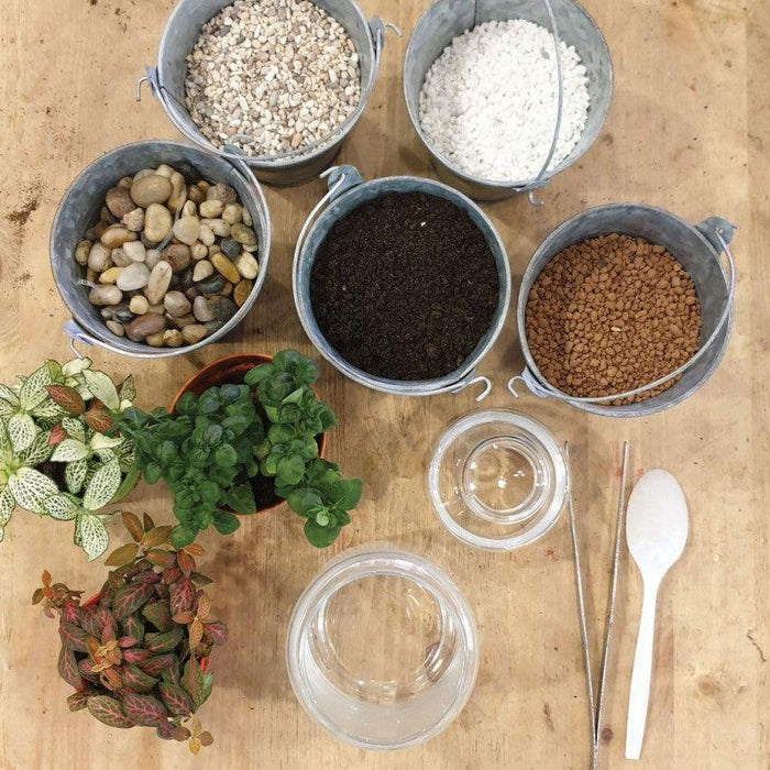 The Green Capsule: Closed Ornamental Terrarium DIY Kit @ Just $45 (Delivery Fee Inclusive) - BYKidO
