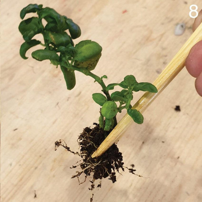 The Green Capsule: Closed Ornamental Terrarium DIY Kit @ Just $45 (Delivery Fee Inclusive) - BYKidO