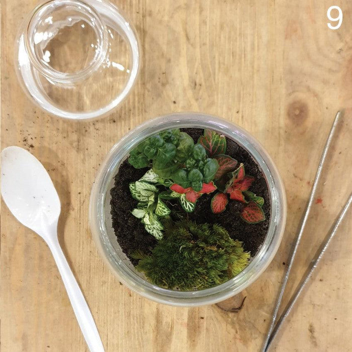 The Green Capsule: Closed Ornamental Terrarium DIY Kit @ Just $45 (Delivery Fee Inclusive) - BYKidO