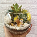The Green Capsule: Open Succulent Terrarium DIY Kit @ Just $50 (Delivery Fee Inclusive) - BYKidO