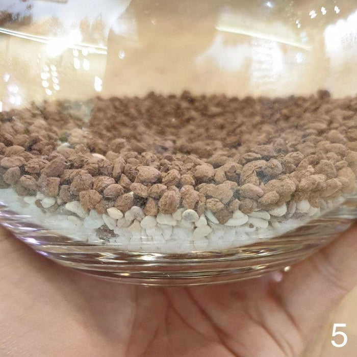The Green Capsule: Open Succulent Terrarium DIY Kit @ Just $50 (Delivery Fee Inclusive) - BYKidO