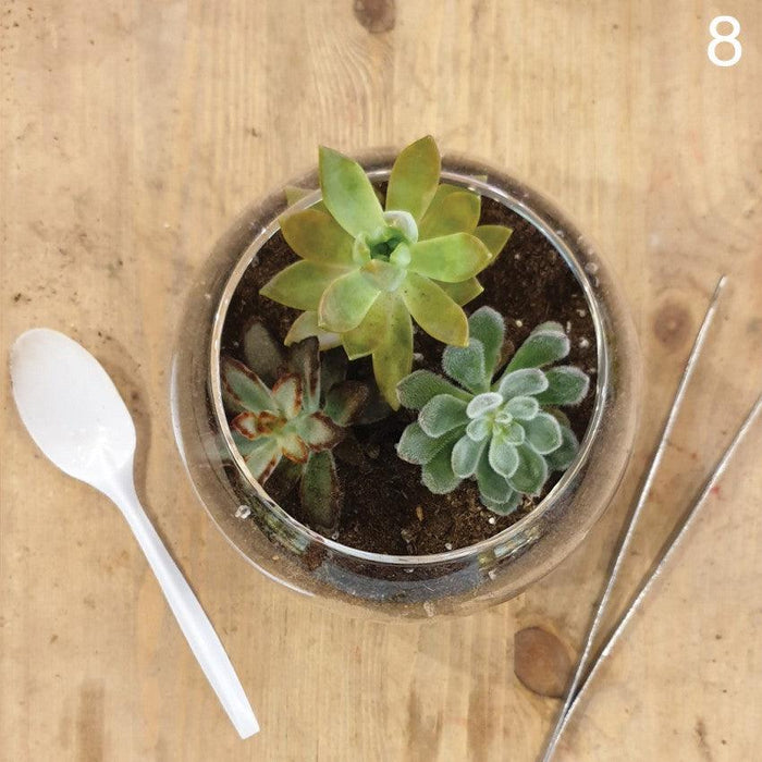 The Green Capsule: Open Succulent Terrarium DIY Kit @ Just $50 (Delivery Fee Inclusive) - BYKidO