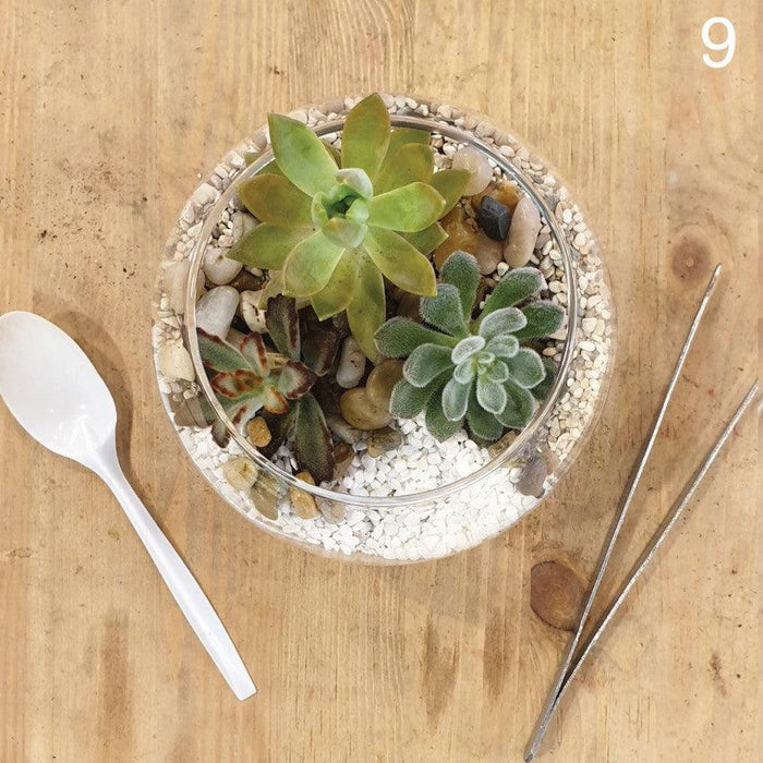 The Green Capsule: Open Succulent Terrarium DIY Kit @ Just $50 (Delivery Fee Inclusive) - BYKidO