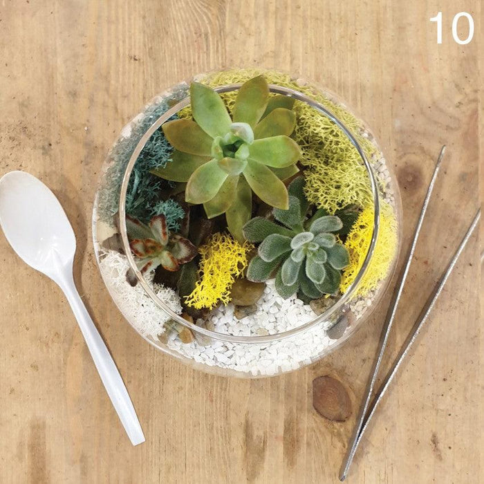 The Green Capsule: Open Succulent Terrarium DIY Kit @ Just $50 (Delivery Fee Inclusive) - BYKidO