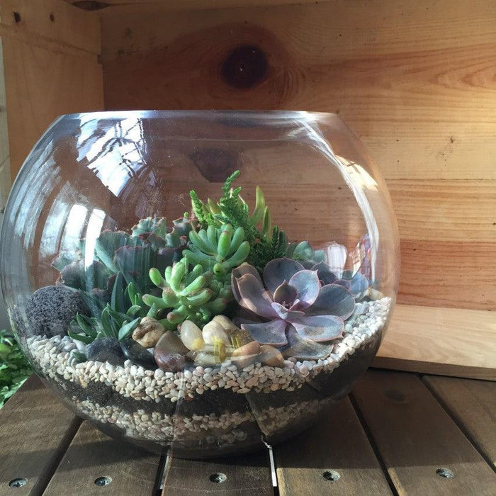 The Green Capsule: Open Terrarium Workshop @ Just $42 - BYKidO