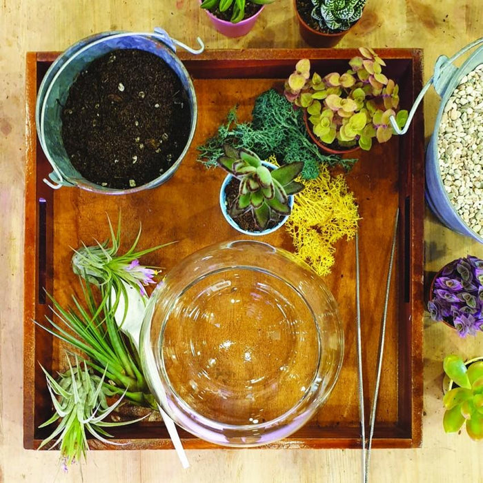The Green Capsule: Open Terrarium Workshop @ Just $42 - BYKidO